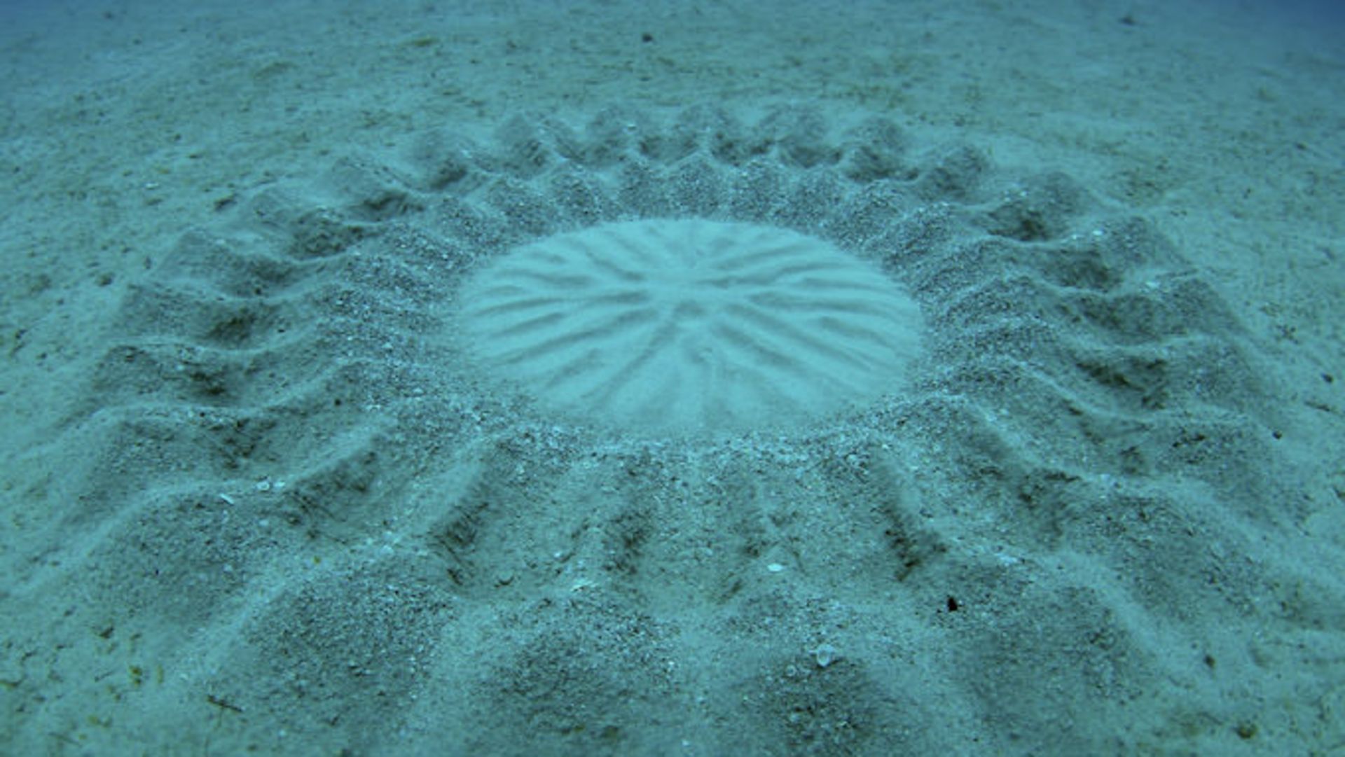 06 underwater-crop-circle-ocean-phenomena