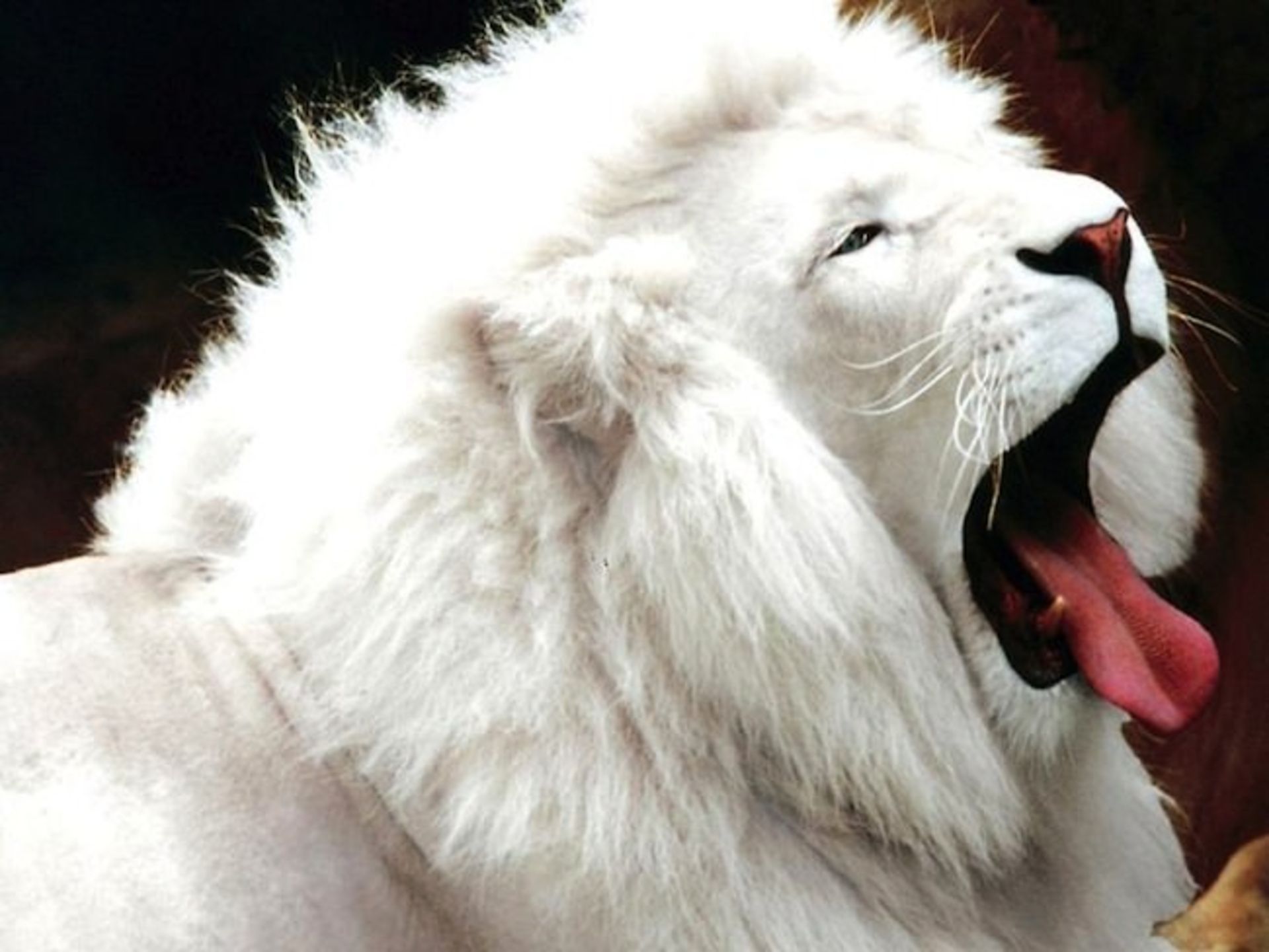 با ده حیوان دوست داشتنی مبتلا به آلبینیسم آشنا شوید