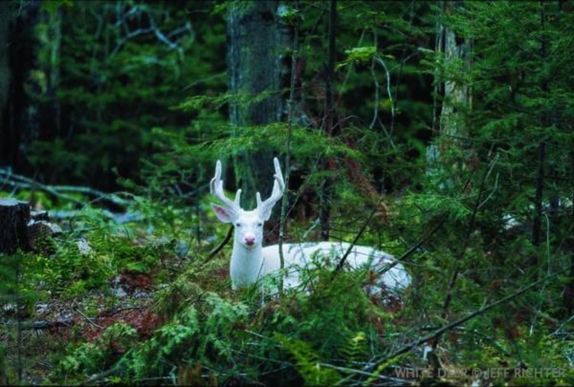 با ده حیوان دوست داشتنی مبتلا به آلبینیسم آشنا شوید