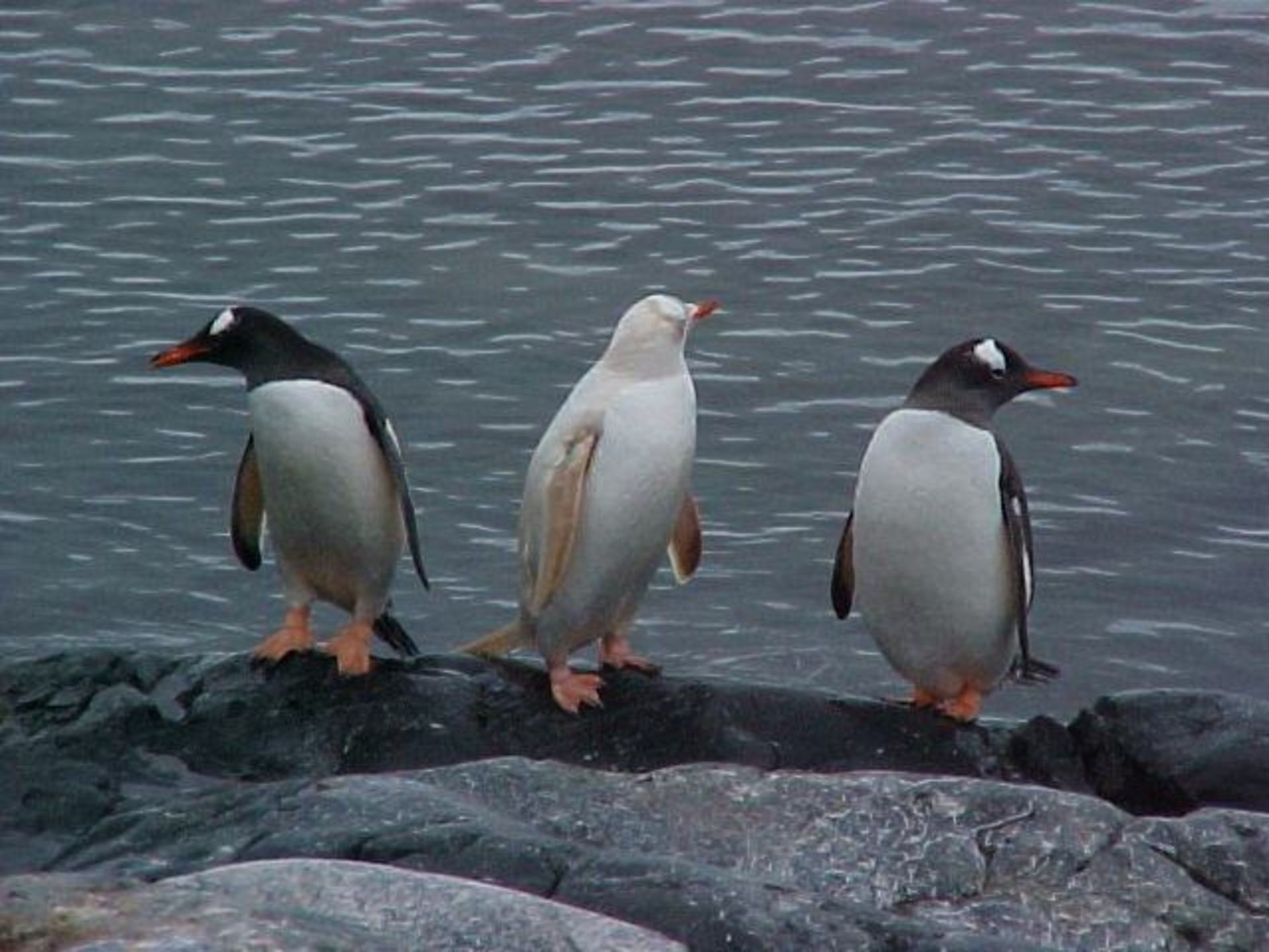 با ده حیوان دوست داشتنی مبتلا به آلبینیسم آشنا شوید