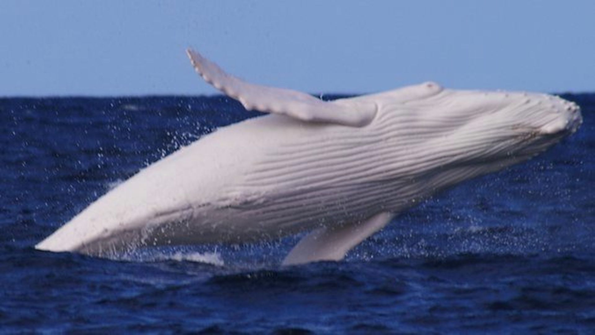 با ده حیوان دوست داشتنی مبتلا به آلبینیسم آشنا شوید