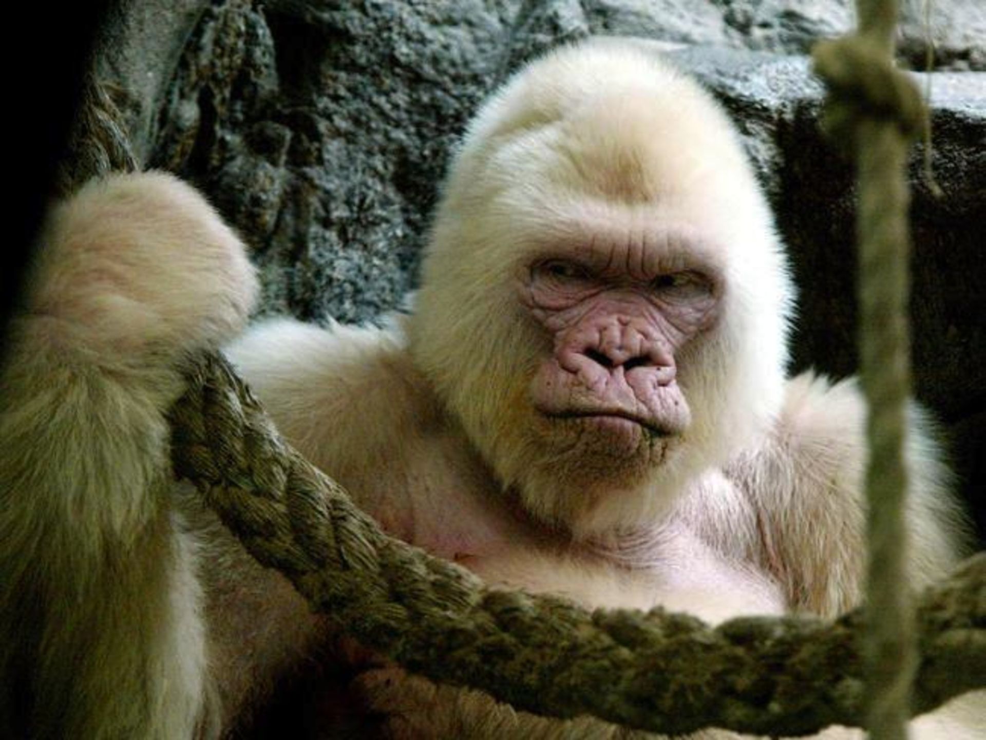 با ده حیوان دوست داشتنی مبتلا به آلبینیسم آشنا شوید