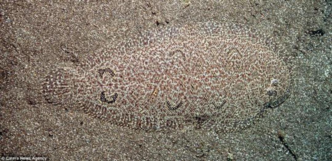 camouflaged-animals-12