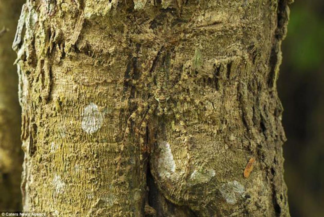 camouflaged-animals-7