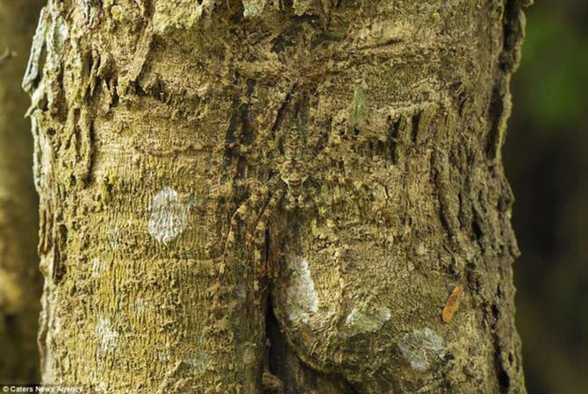 camouflaged-animals-7