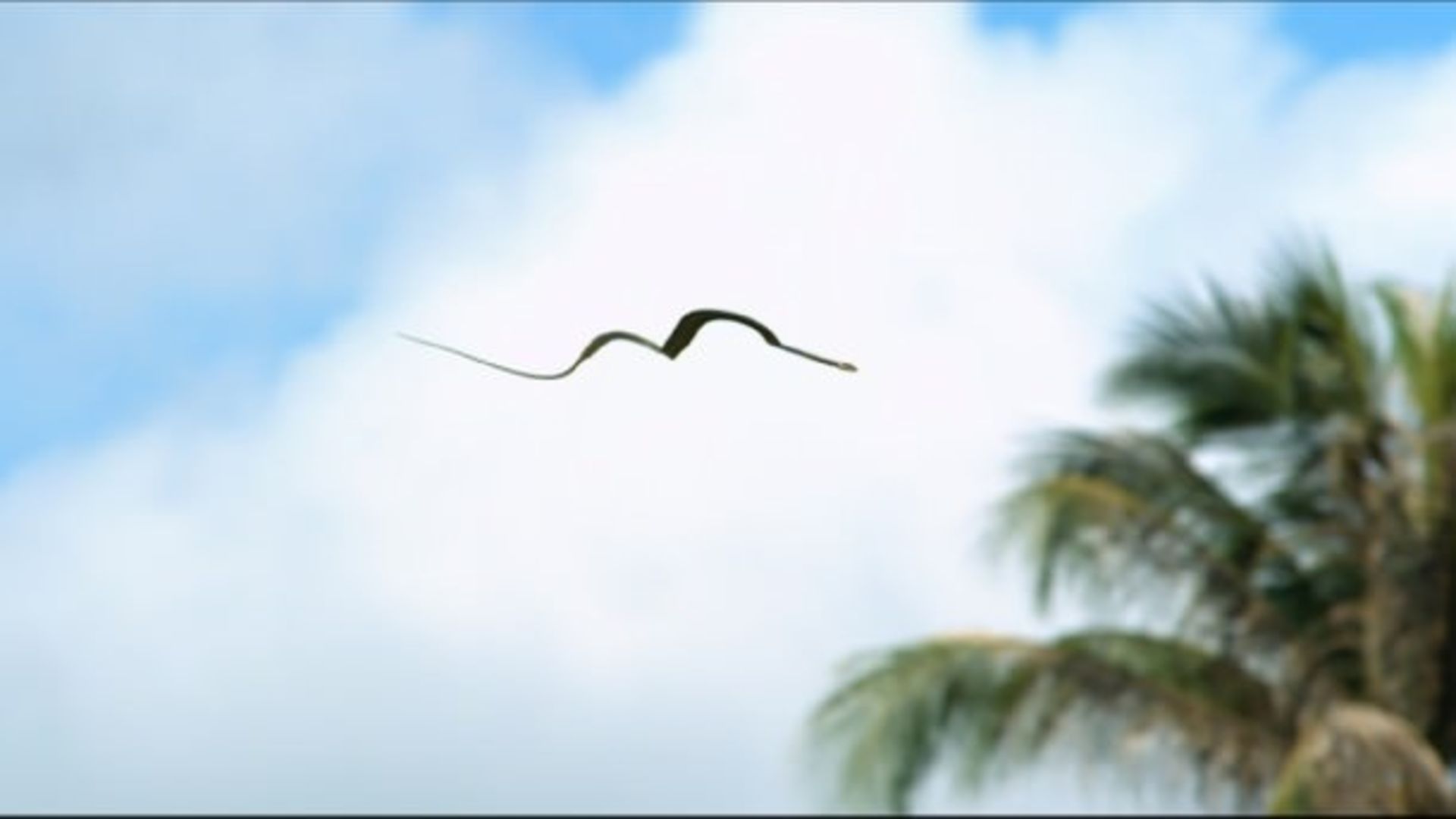 flysnake