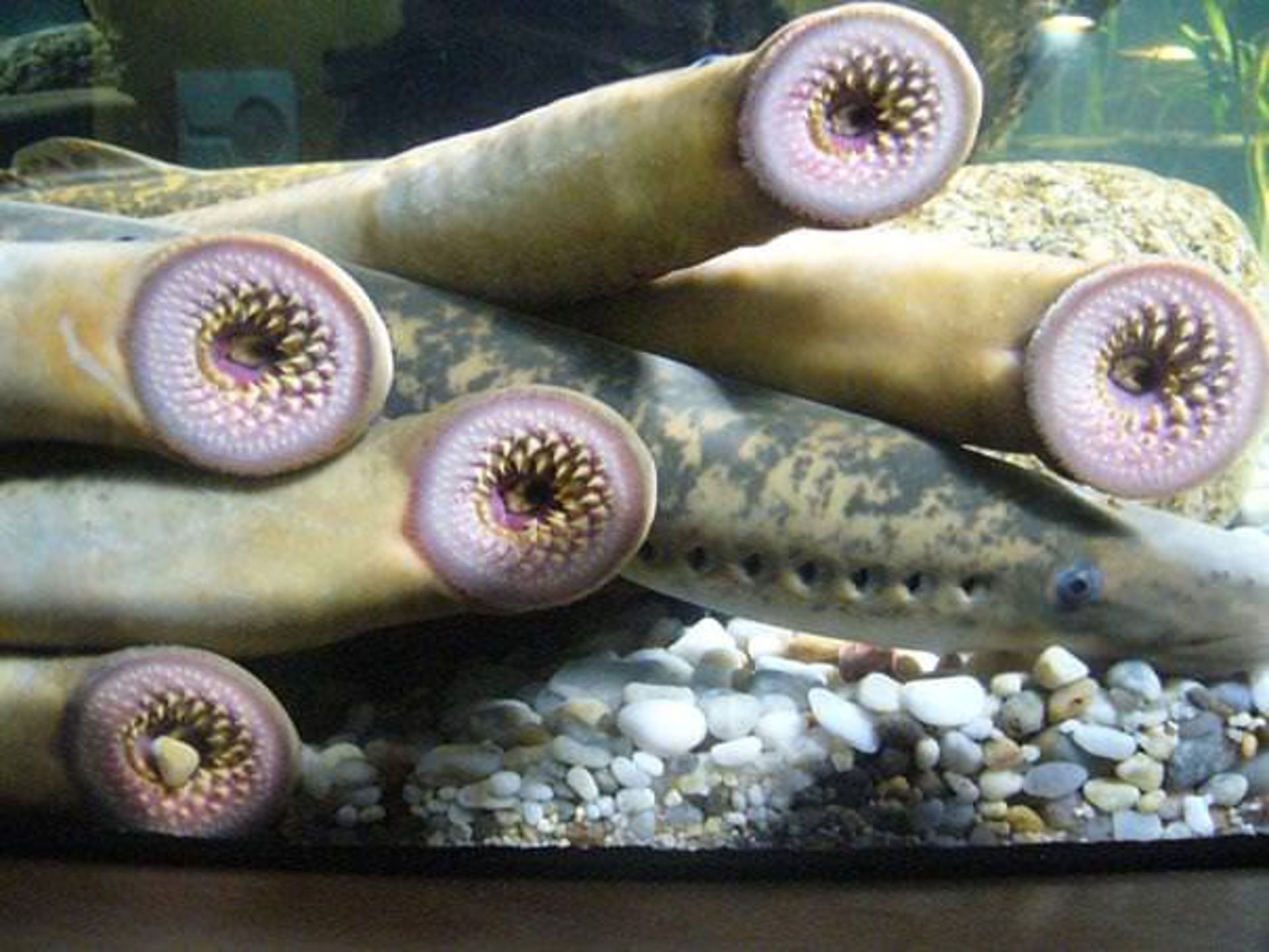 strange-animals-25