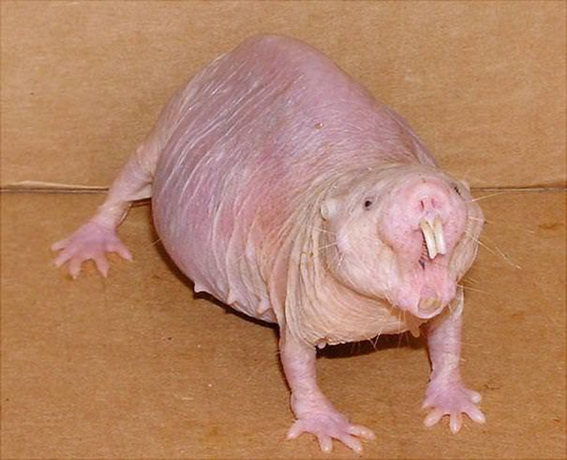 strange-animals-26