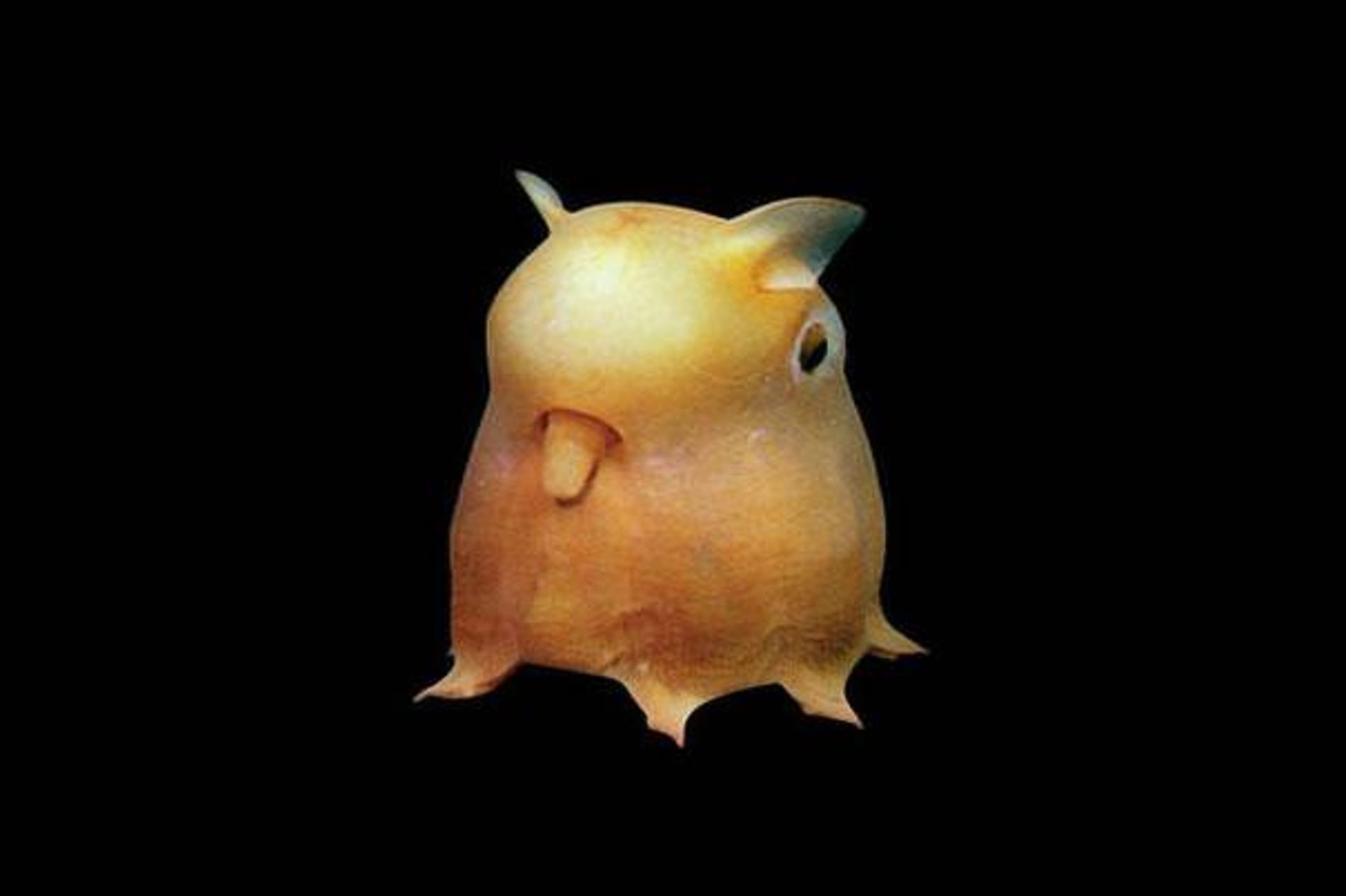 strange-animals-28