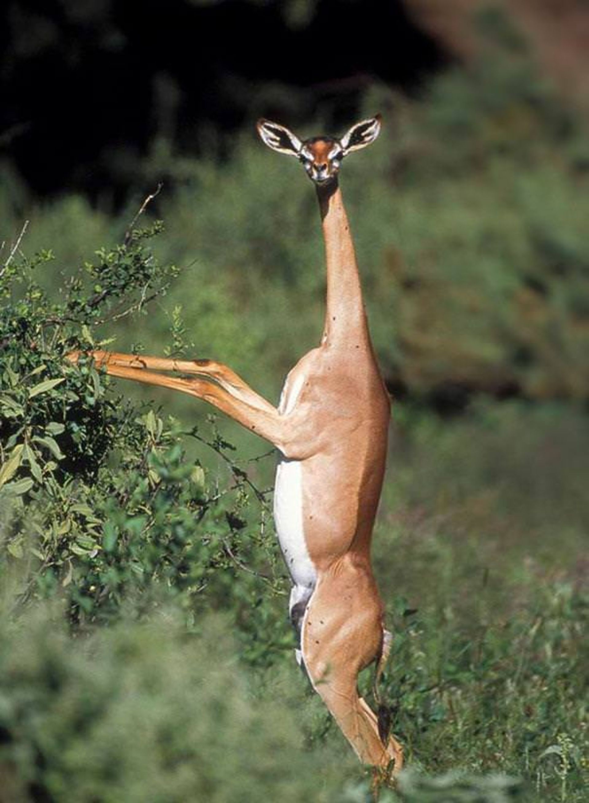 strange-animals-29