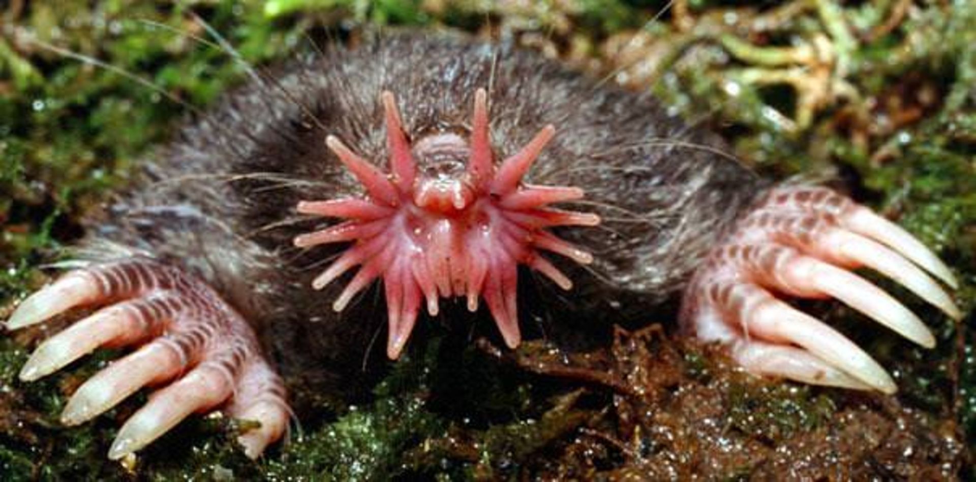 strange-animals-35