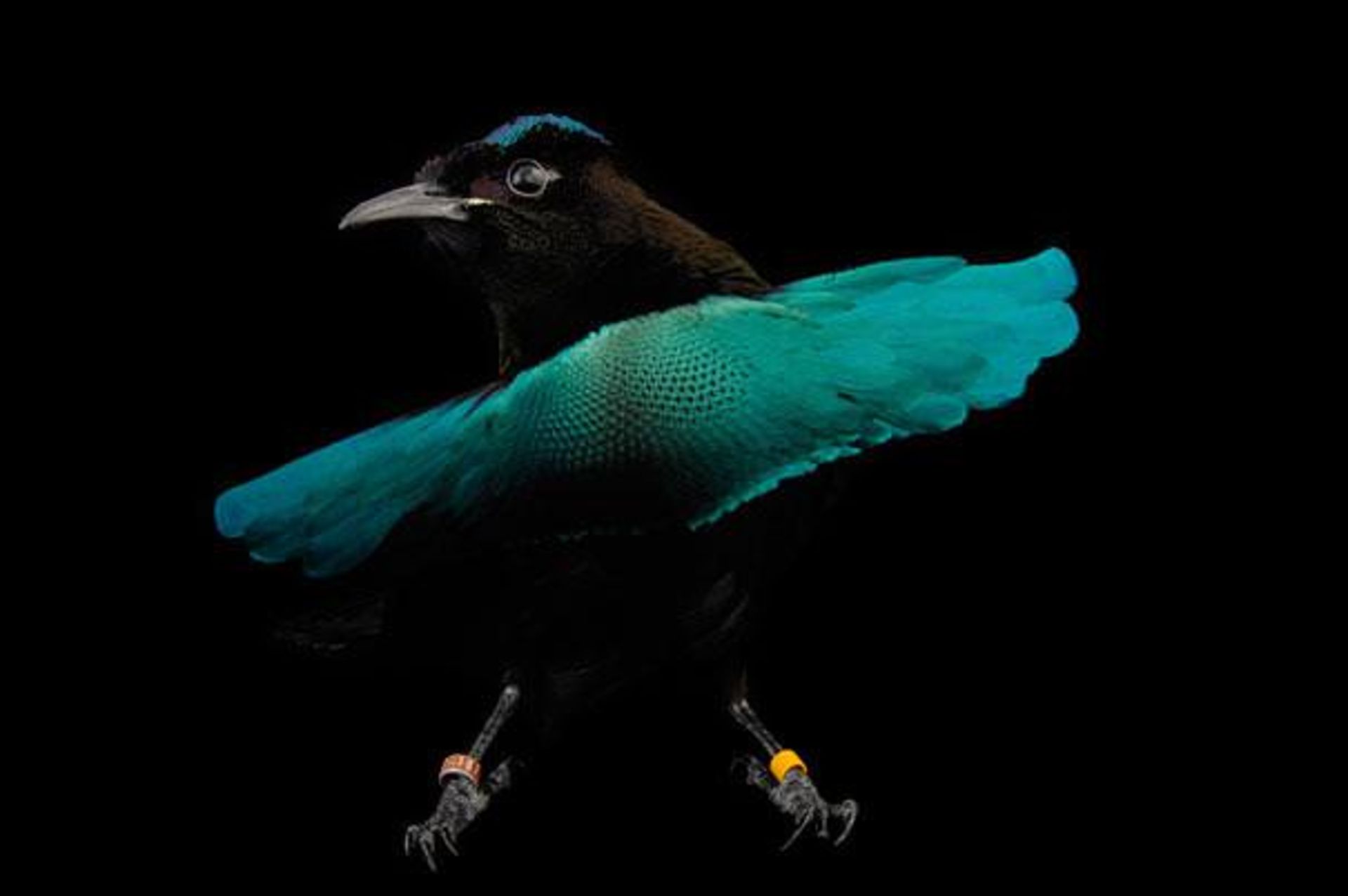 strange-animals-37