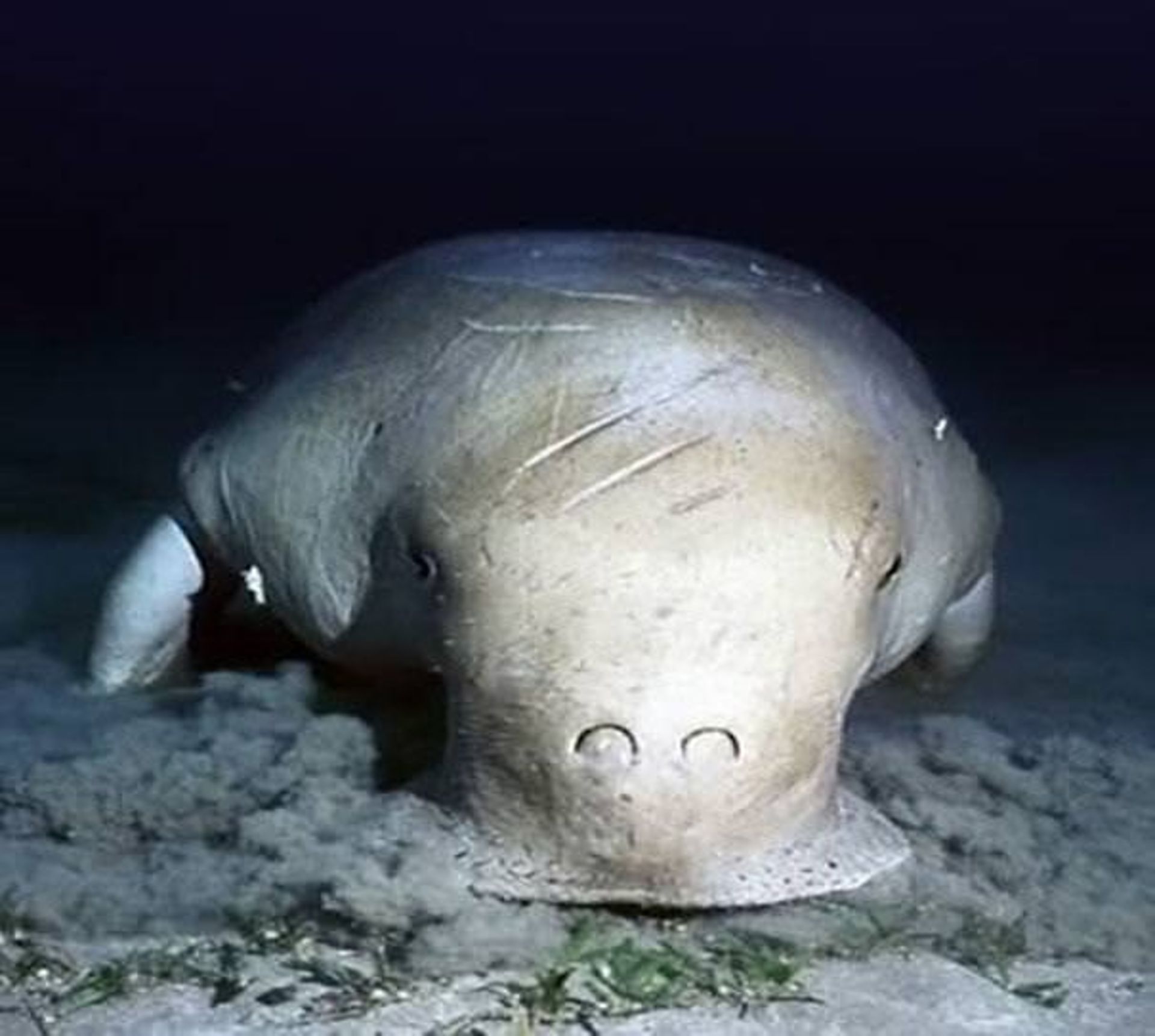 strange-animals-43