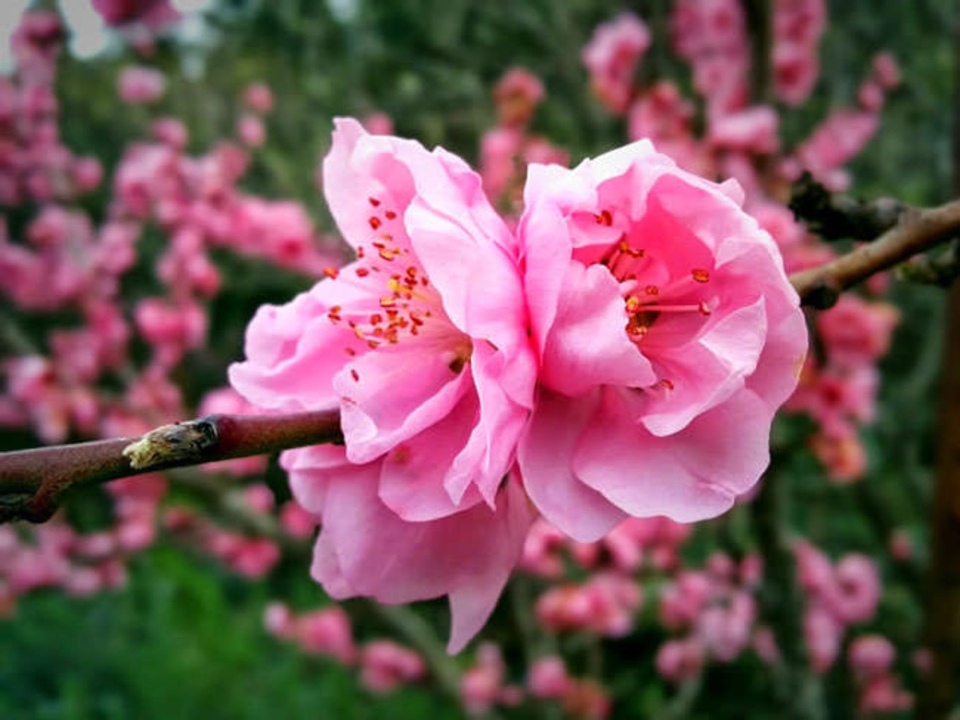 Lens-Blur---Karen-Hutton11