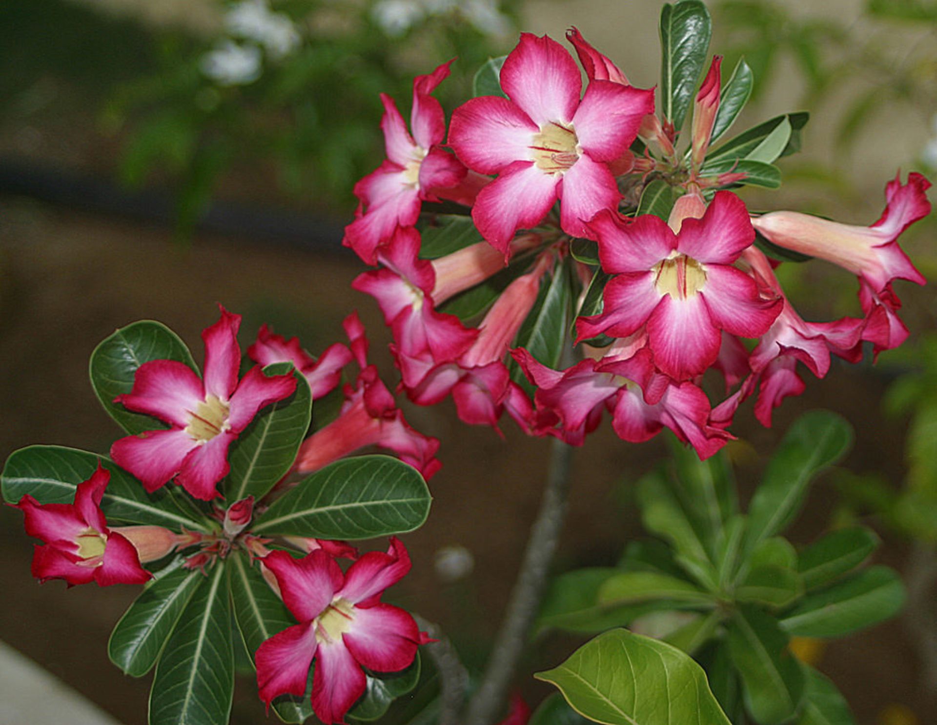 Adenium-obesum-10-most-poisonous-flowers