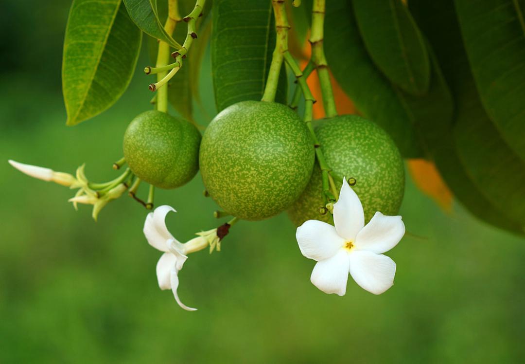Cerbera-Odollam-10-most-poisonous-flowers