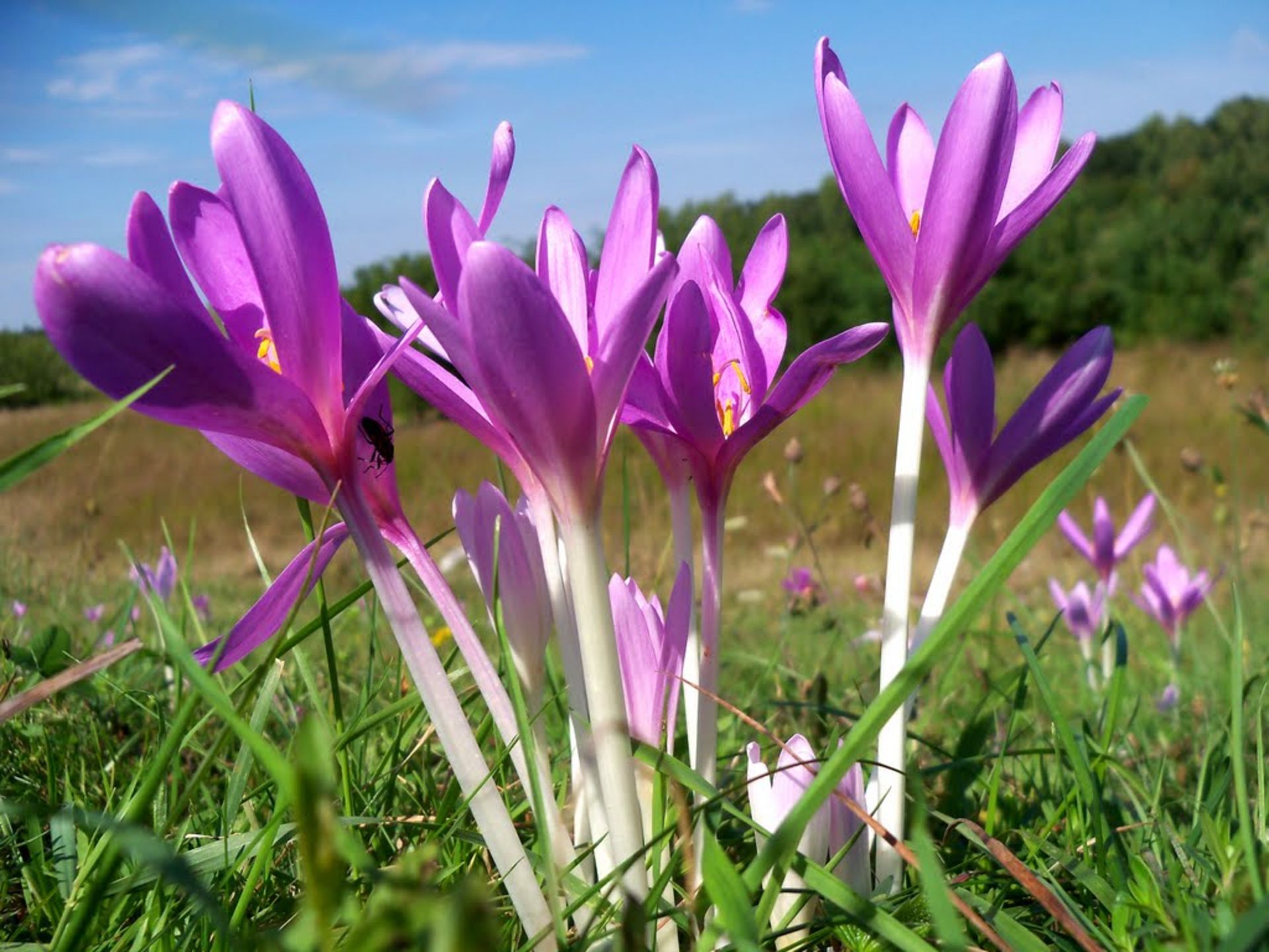 Colchicum-Autumnale-10-most-poisonous-flowers