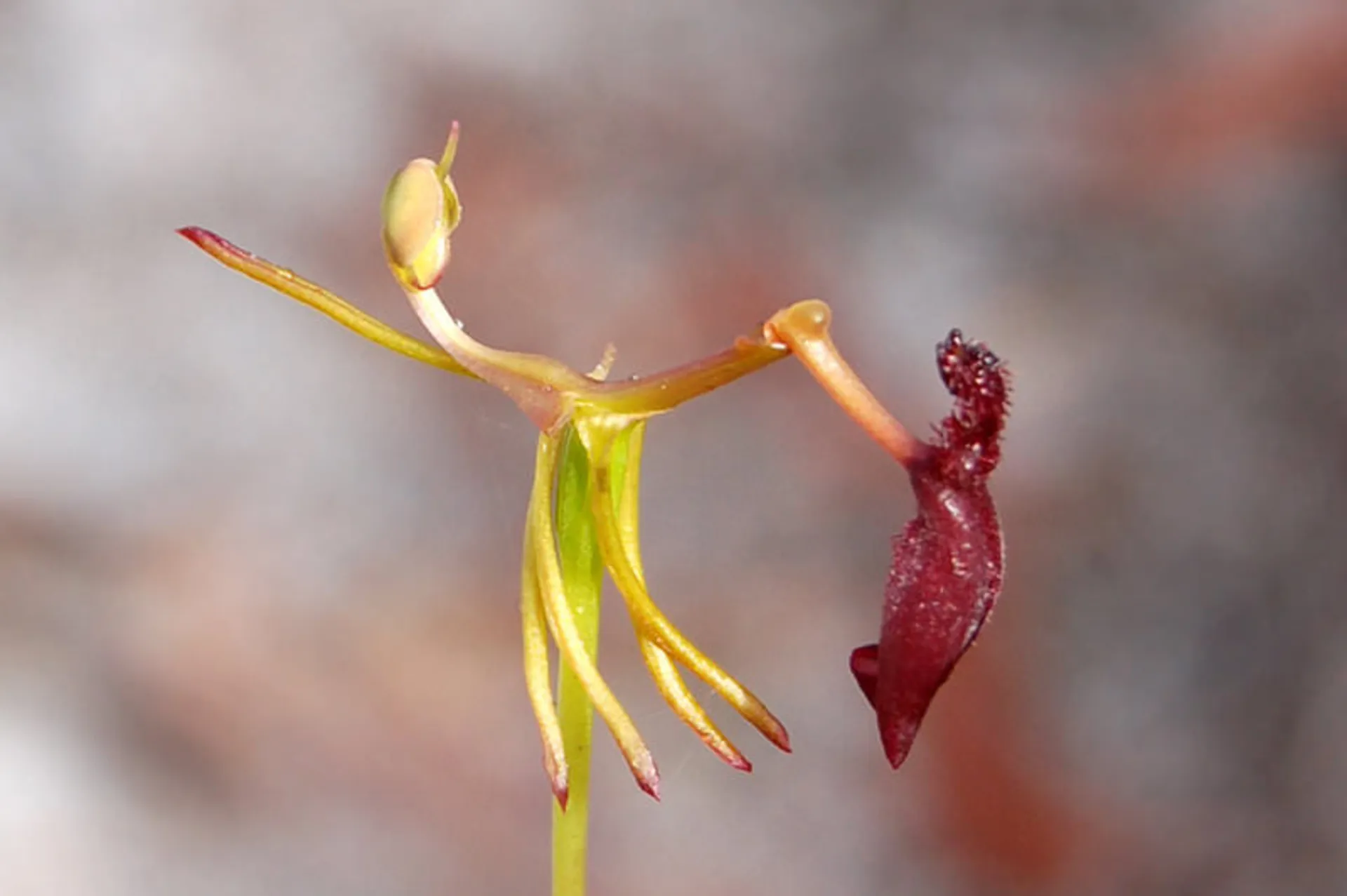 Drakaea   Hammer Orchid by AdamsWife