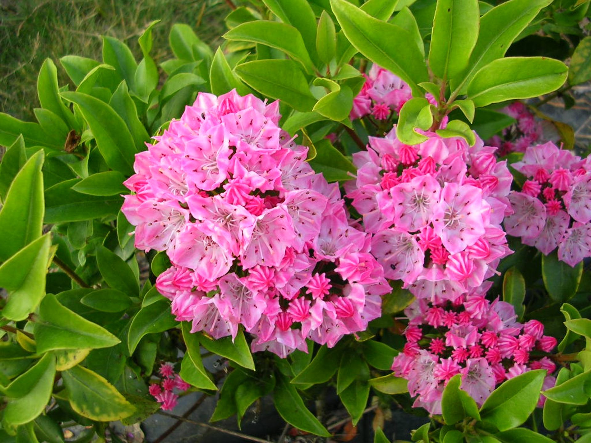 Kalmia-Latifolia-10-most-poisonous-flowers