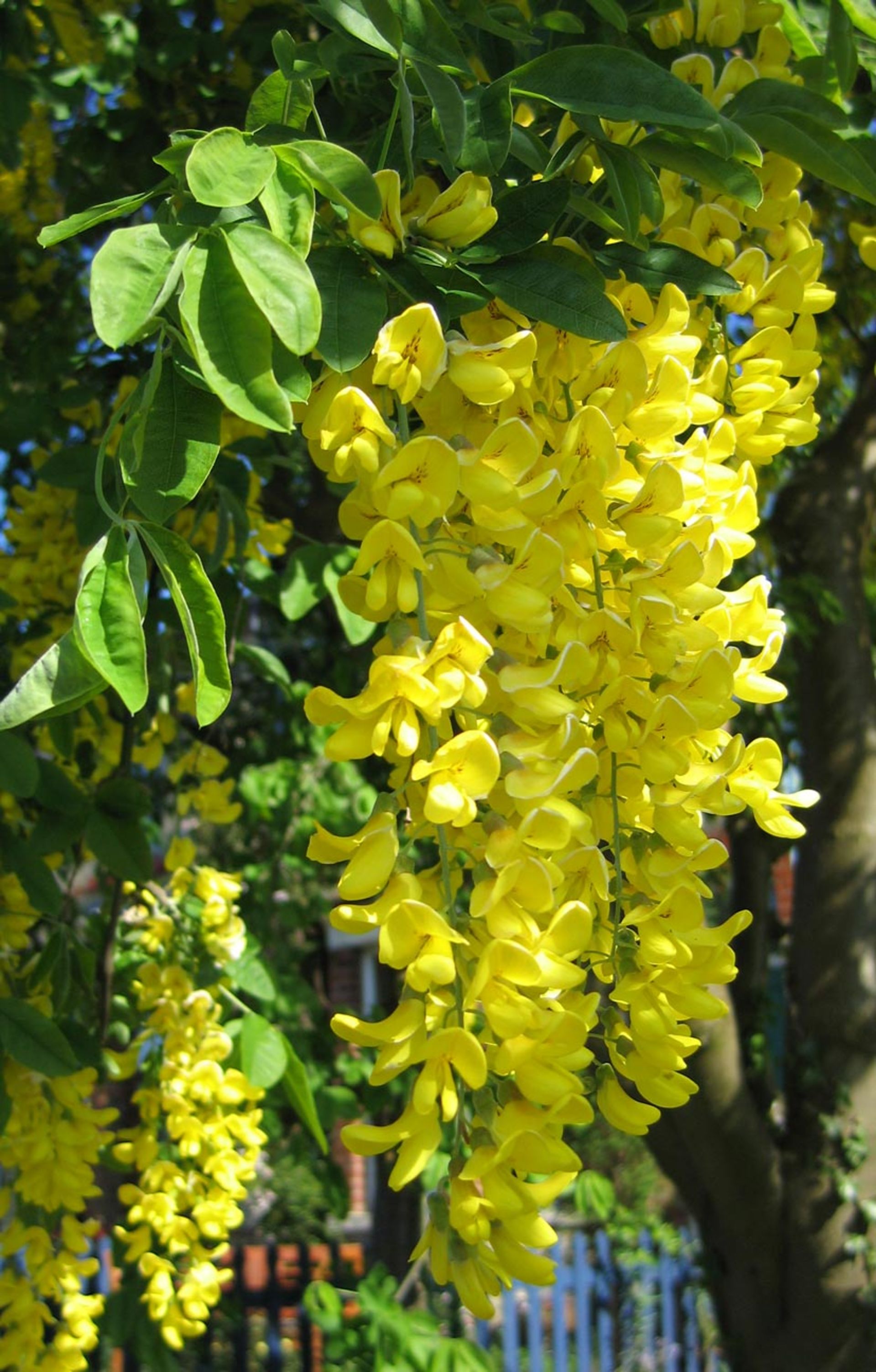 Laburnum-10-most-poisonous-flowers