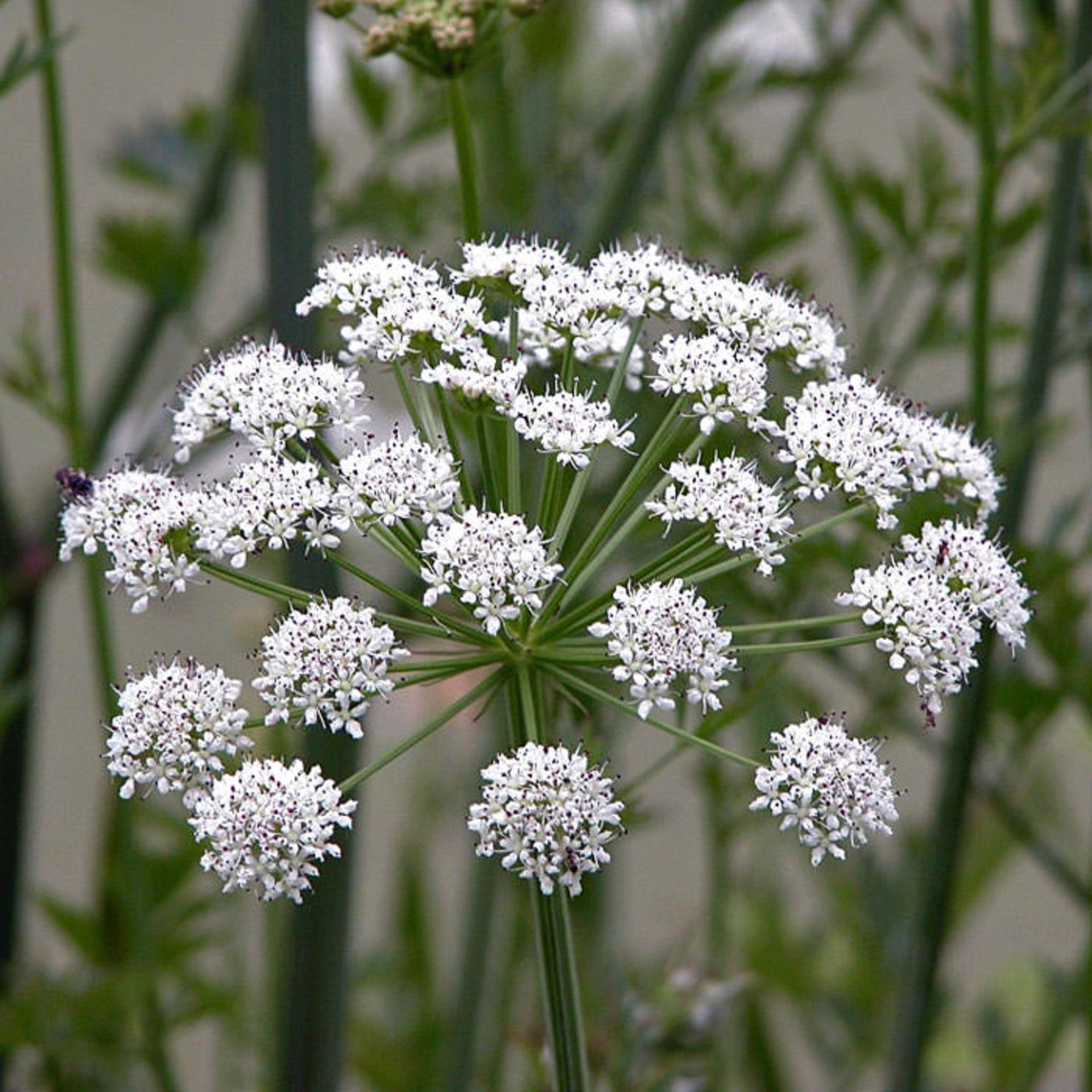 Oenanthe-Crocata-10-most-poisonous-flowers