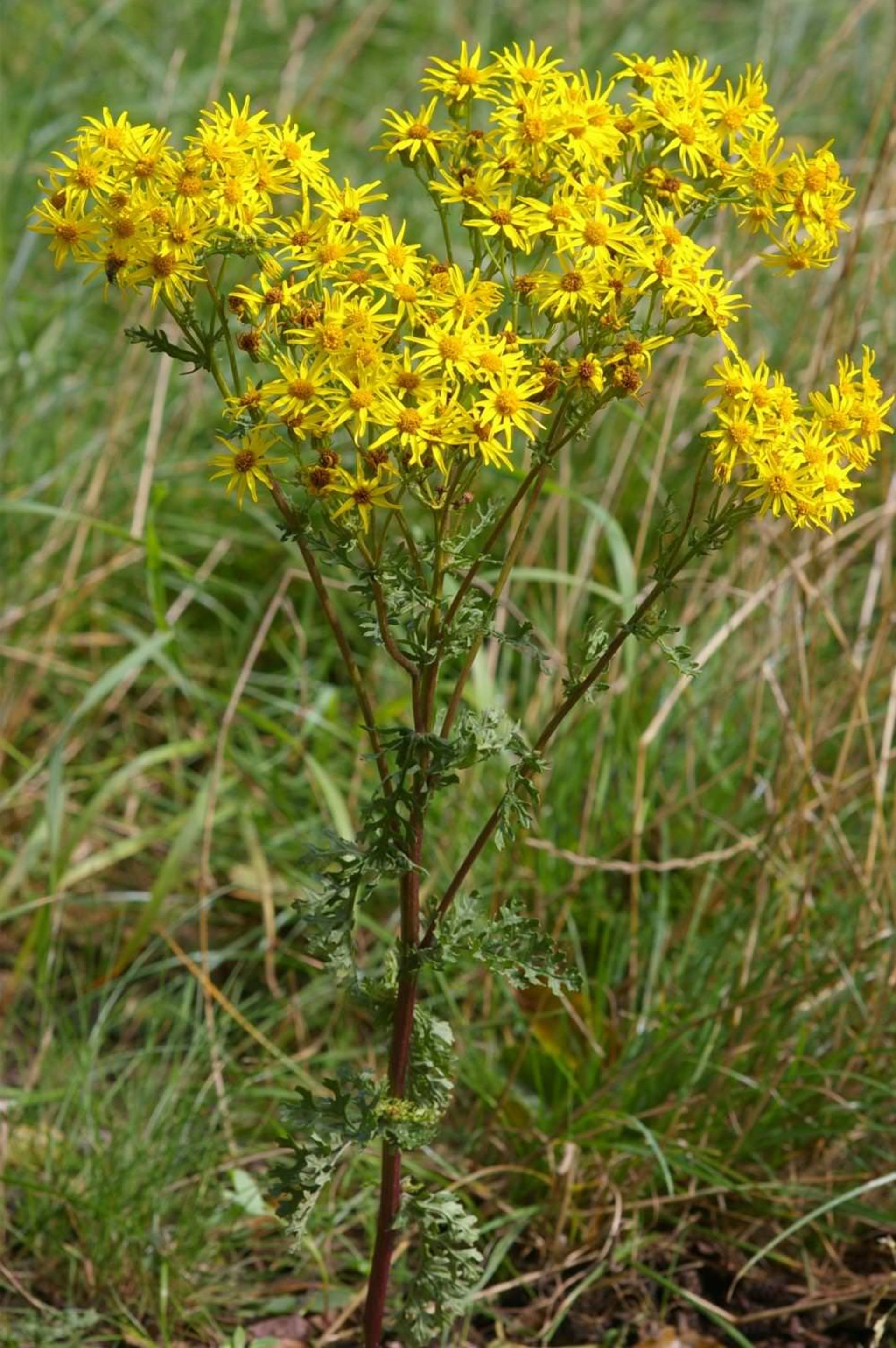 Ragwort-10-most-poisonous-flowers1