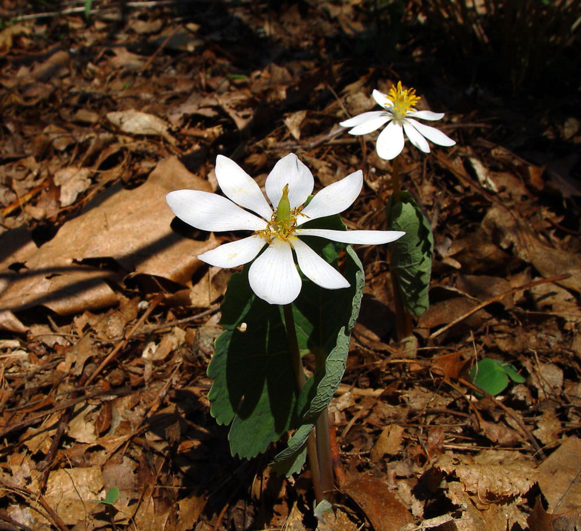 Sanguinaria-Canadensis-10-most-poisonous-flowers