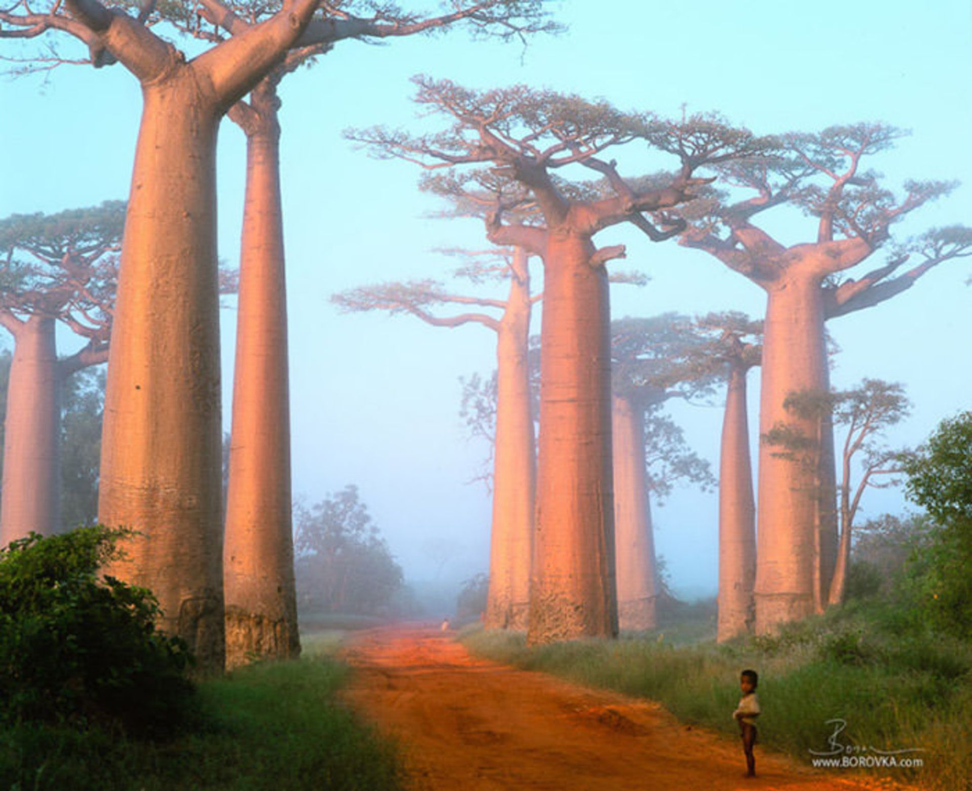 Top-10-Streets-Baobab-Photo-by-Radek-Borovka-740x601