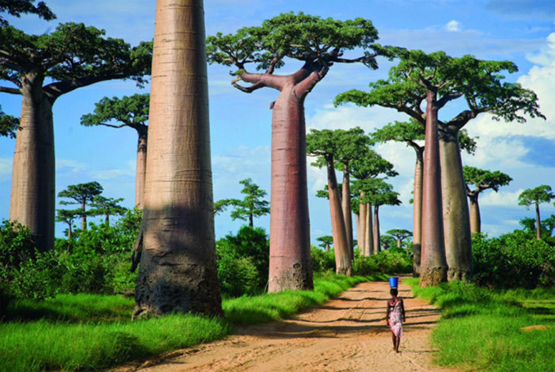 Top-10-Streets-Baobab-Photo-by-Todd-Gustafson