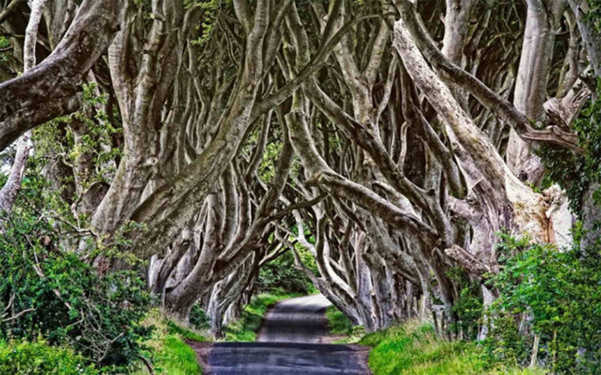 Top-10-Streets-Dark-Hedges-Photo-by-Maurizio-Rellini-740x462