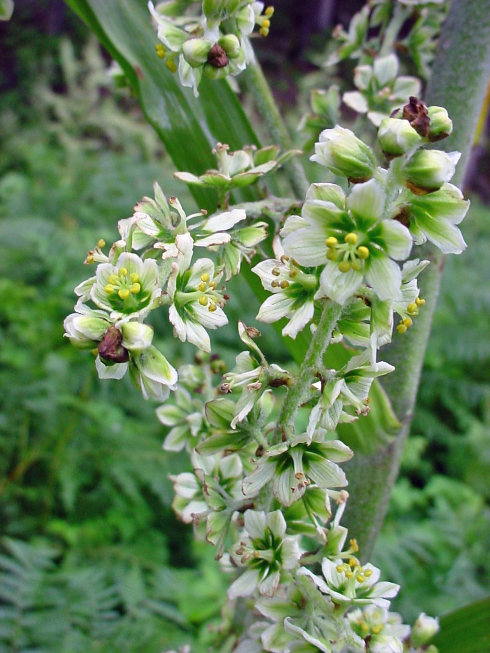 Veratrum-10-most-poisonous-flowers