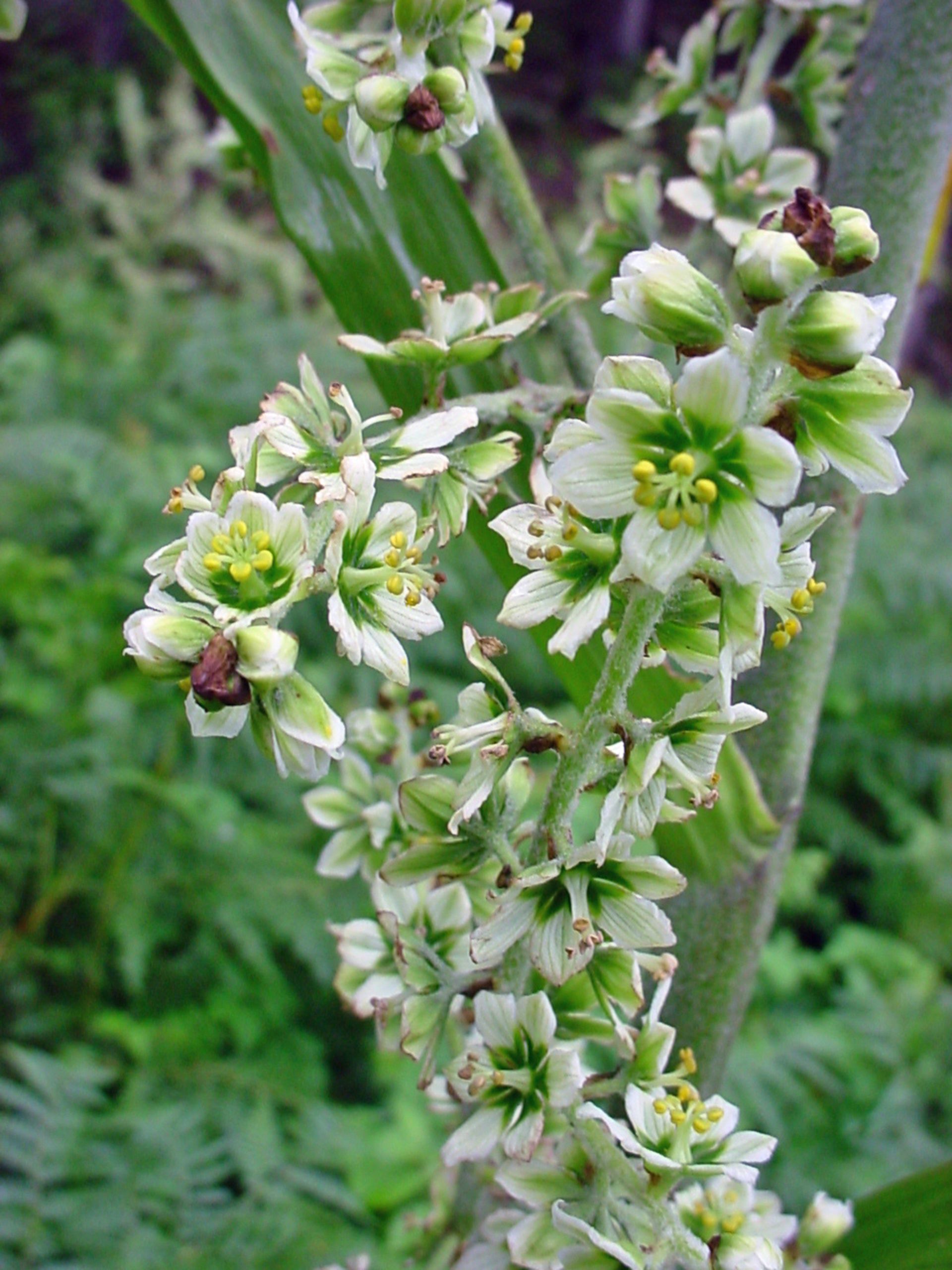 Veratrum-10-most-poisonous-flowers