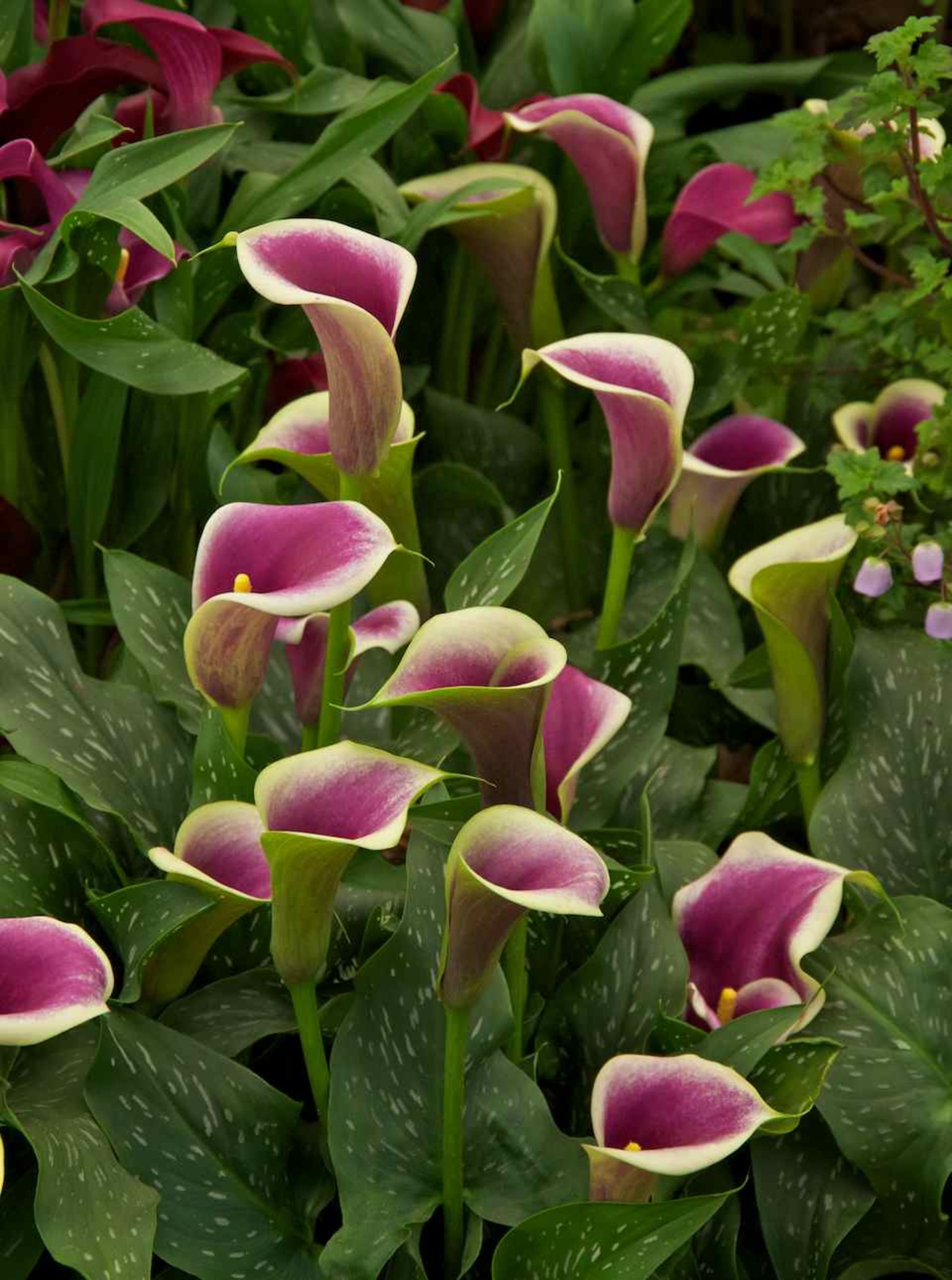 Zantedeschia-10-most-poisonous-flowers
