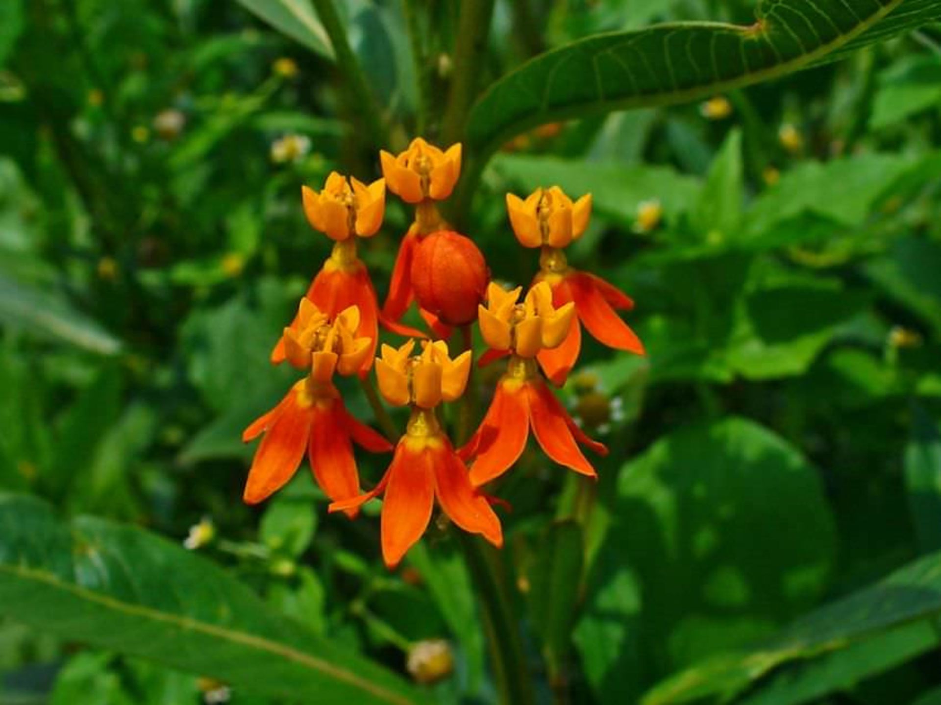 asclepias curassavica 001