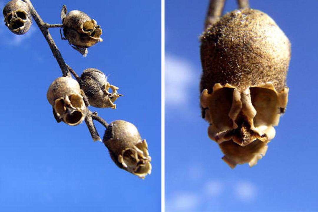 flowers-look-like-animals-people-monkeys-orchids-pareidolia-34