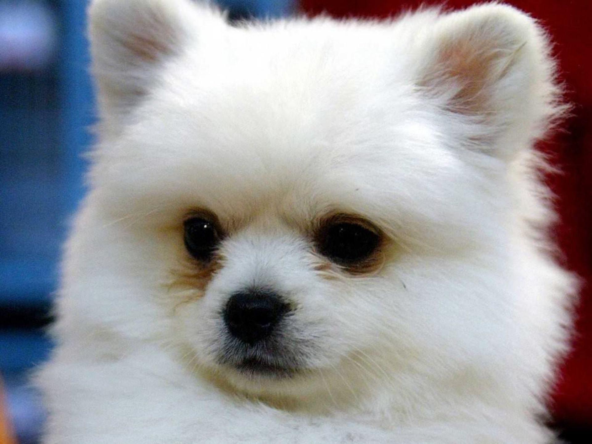 dogs-are-welcome