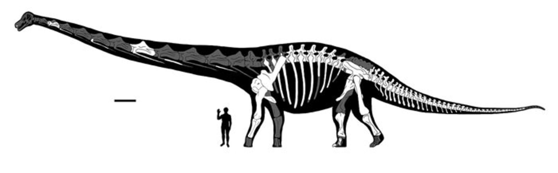Dreadnoughtus Completeness Reconstruction