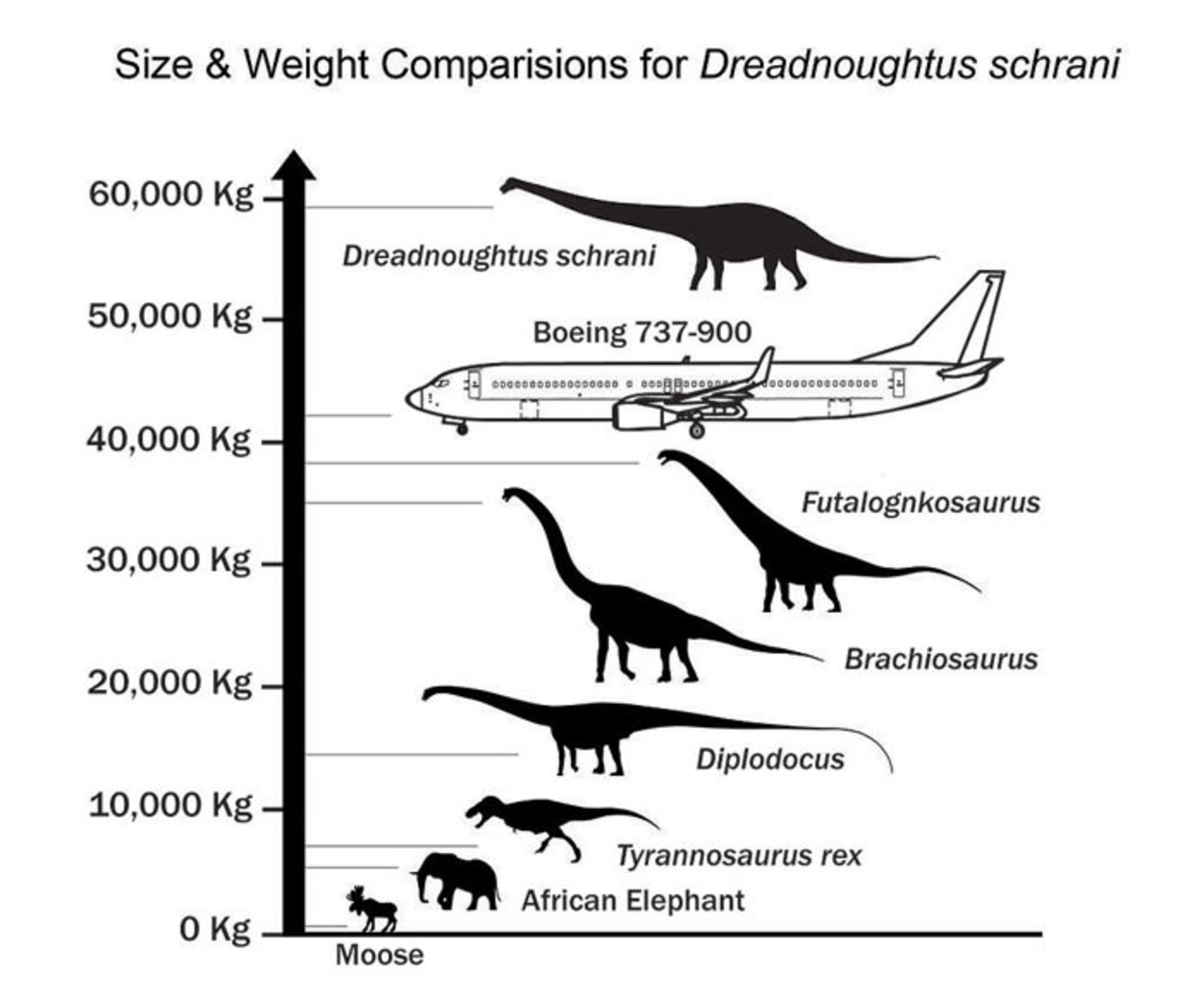 Dreadnoughtus Size  Weight Comparision Metric JPG