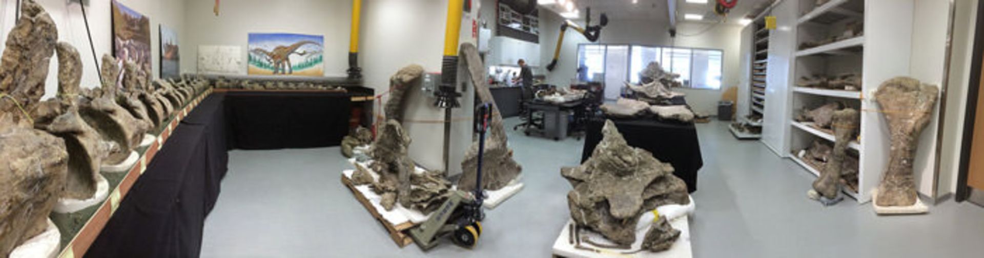 Dreadnoughtus schrani fossil skeleton at Lacovara lab Drexel University
