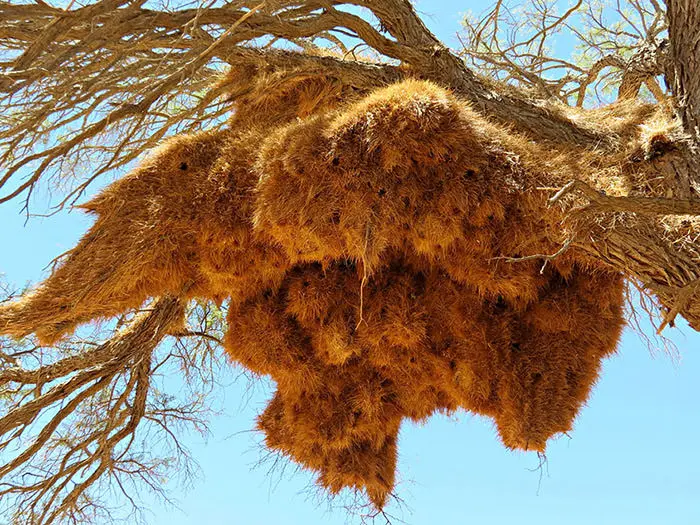 معماران برجسته‌ی حیات وحش