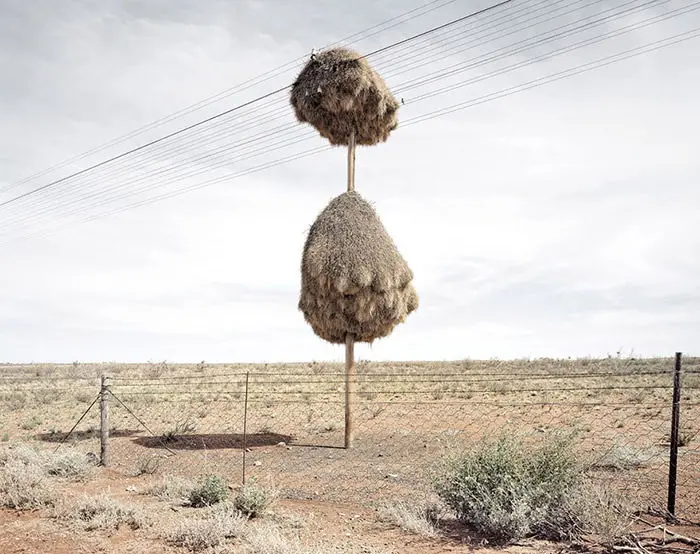 معماران برجسته‌ی حیات وحش