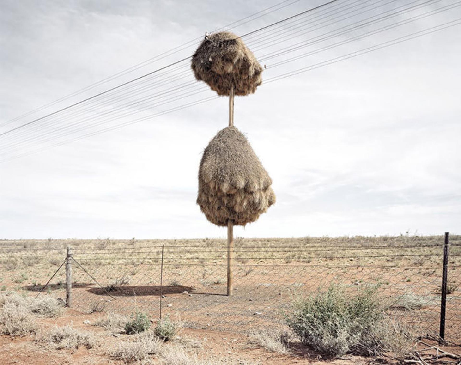 معماران برجسته‌ی حیات وحش