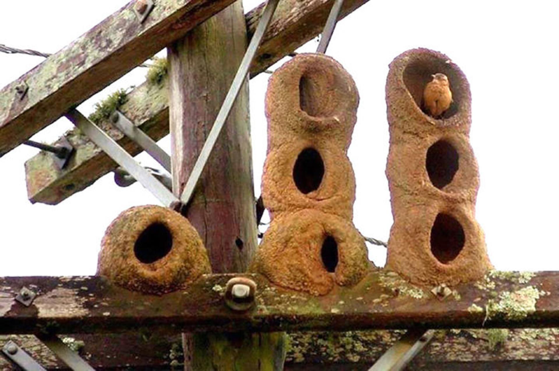 معماران چیره دست دنیای جانوران
