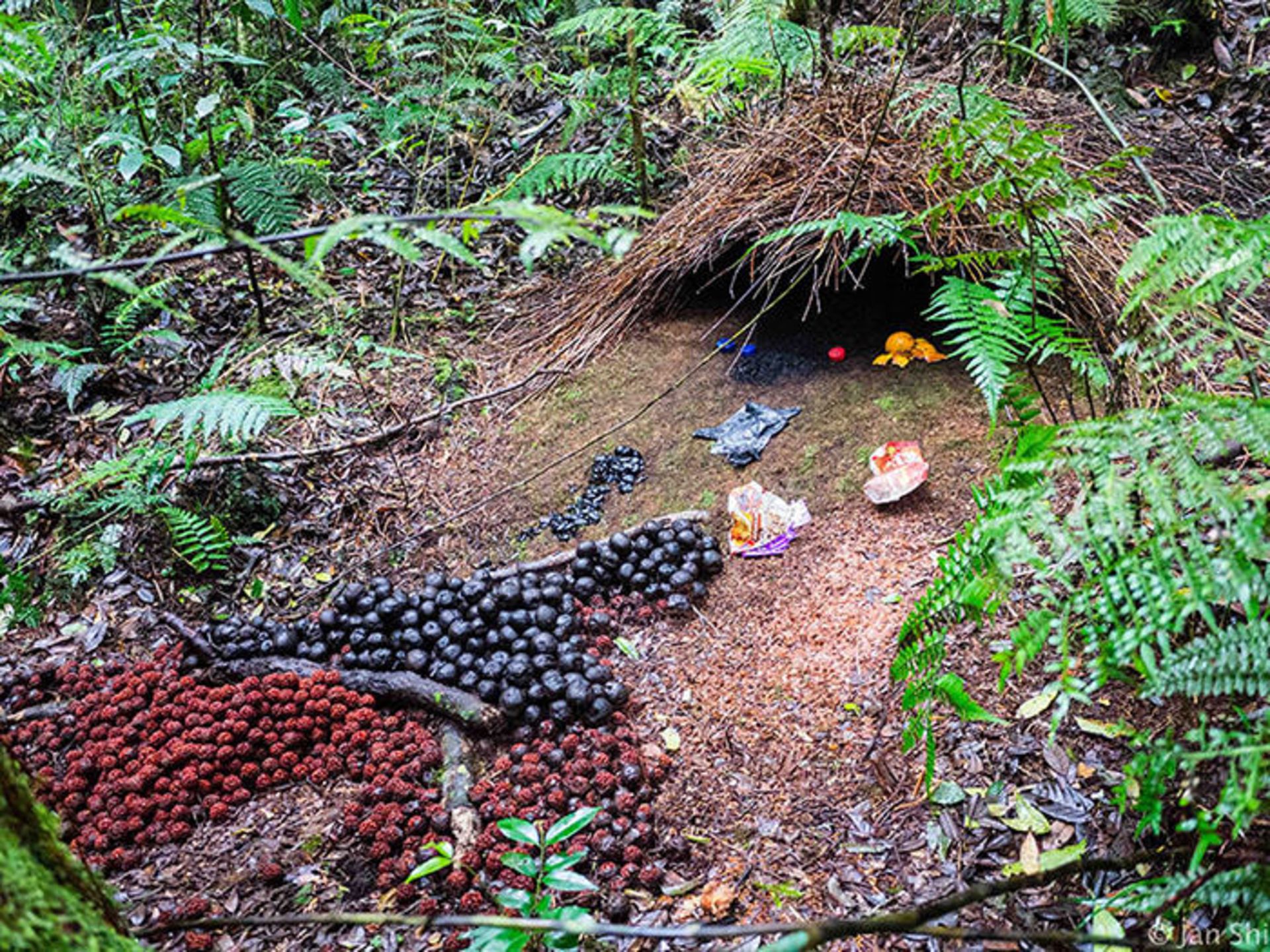 معماران چیره دست دنیای جانوران