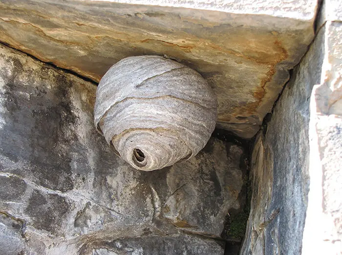 معماران چیره دست دنیای جانوران