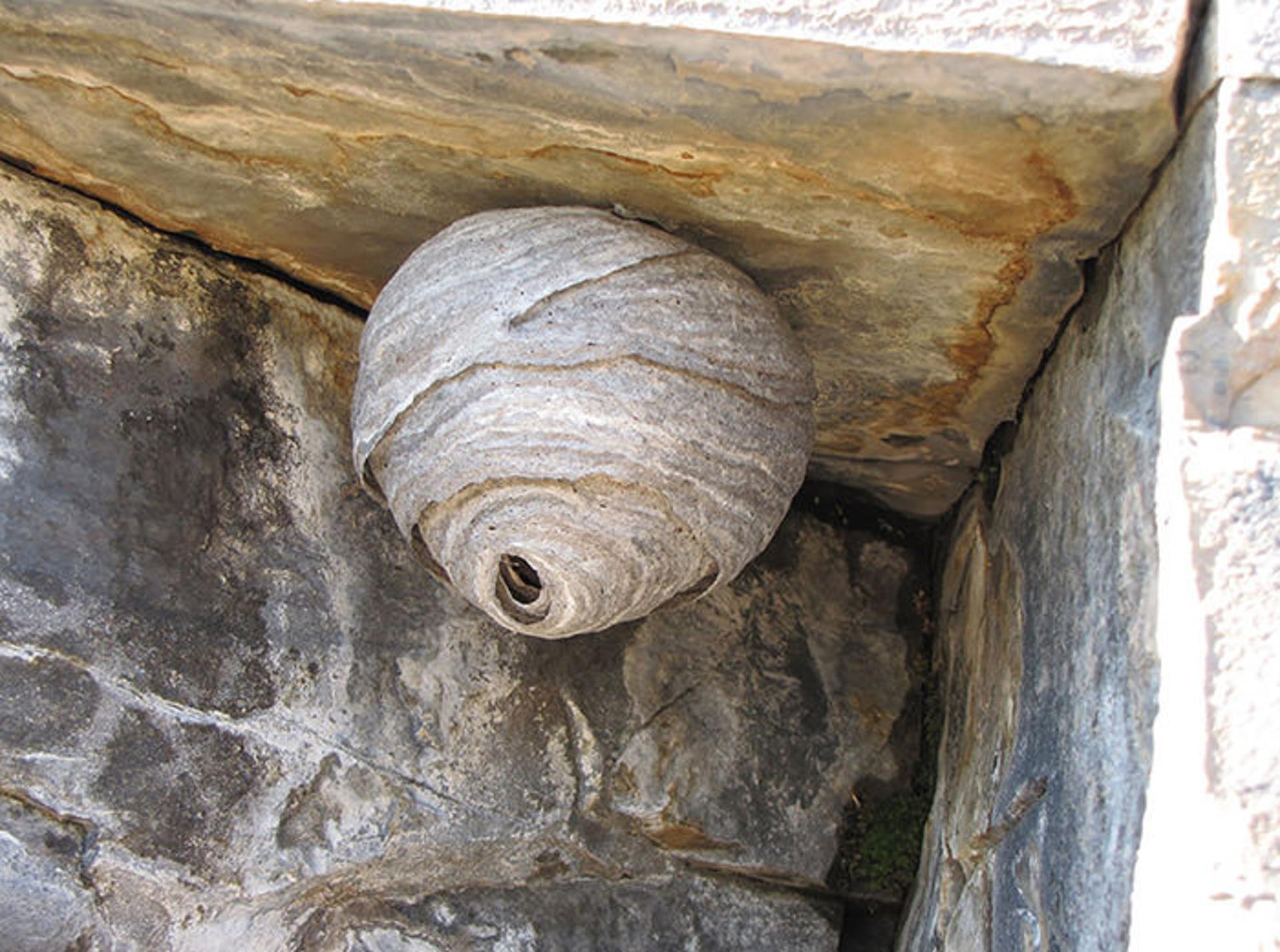 معماران چیره دست دنیای جانوران