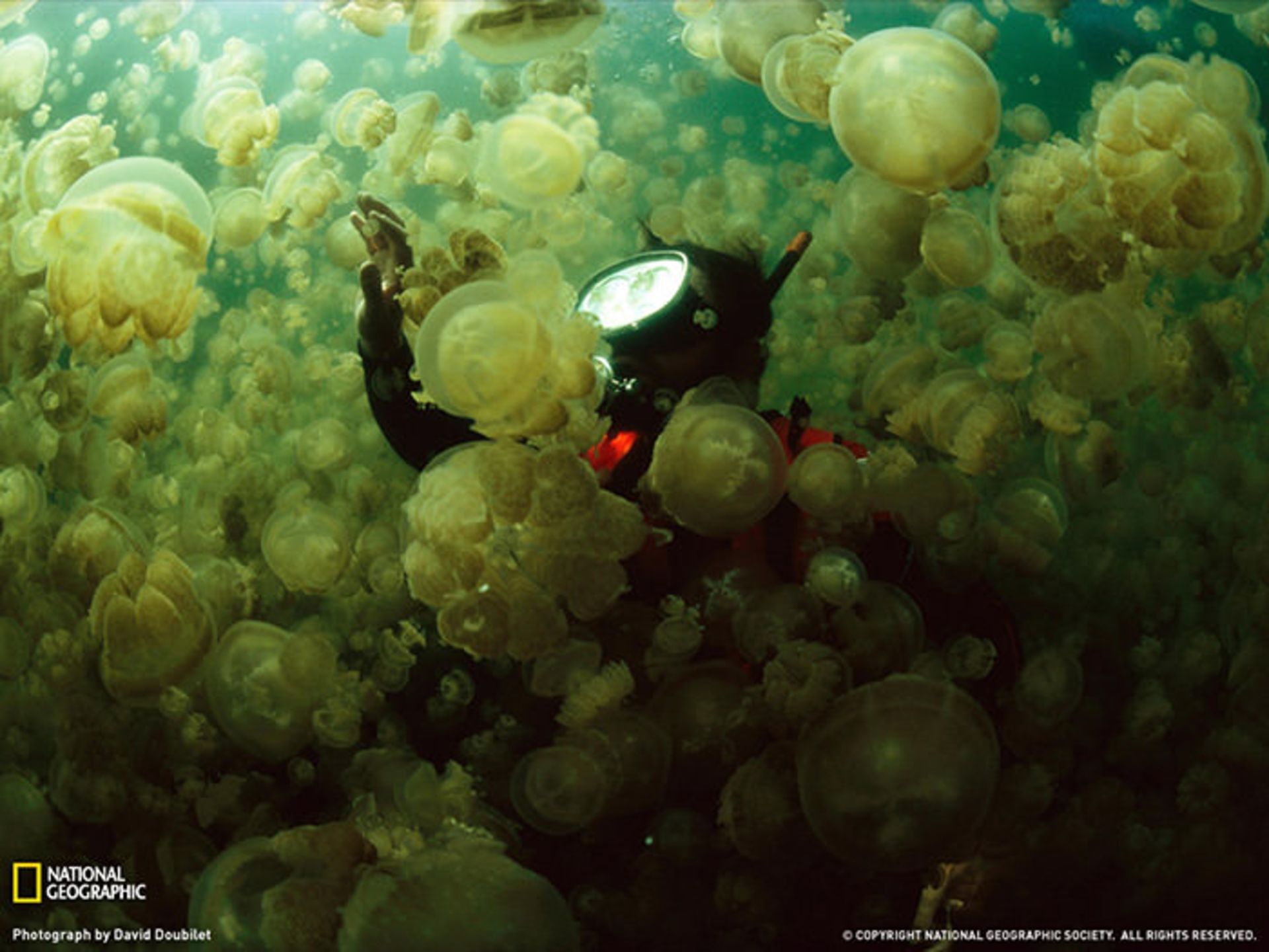 مهاجرت گروهی جانوران