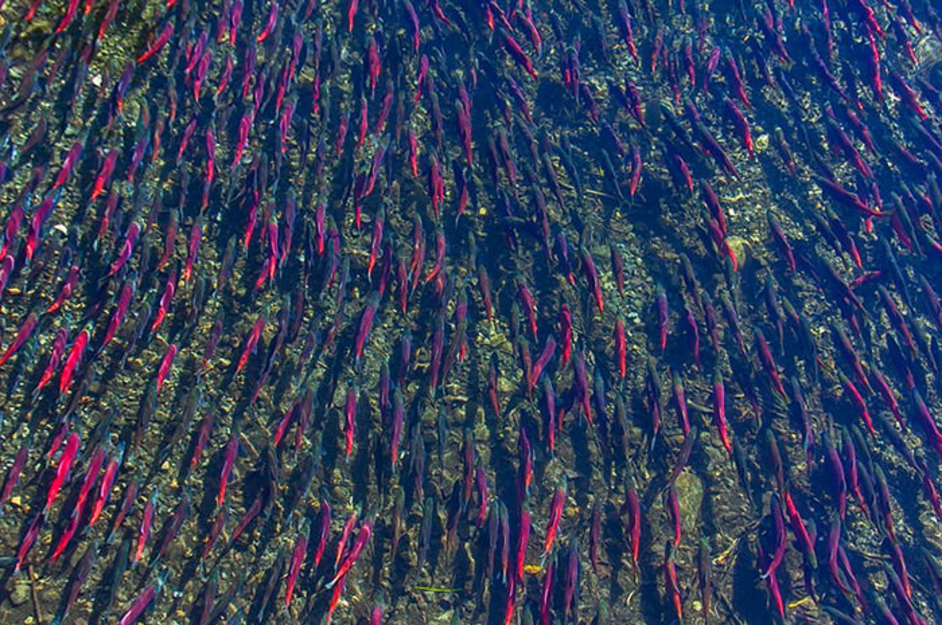 مهاجرت گروهی جانوران