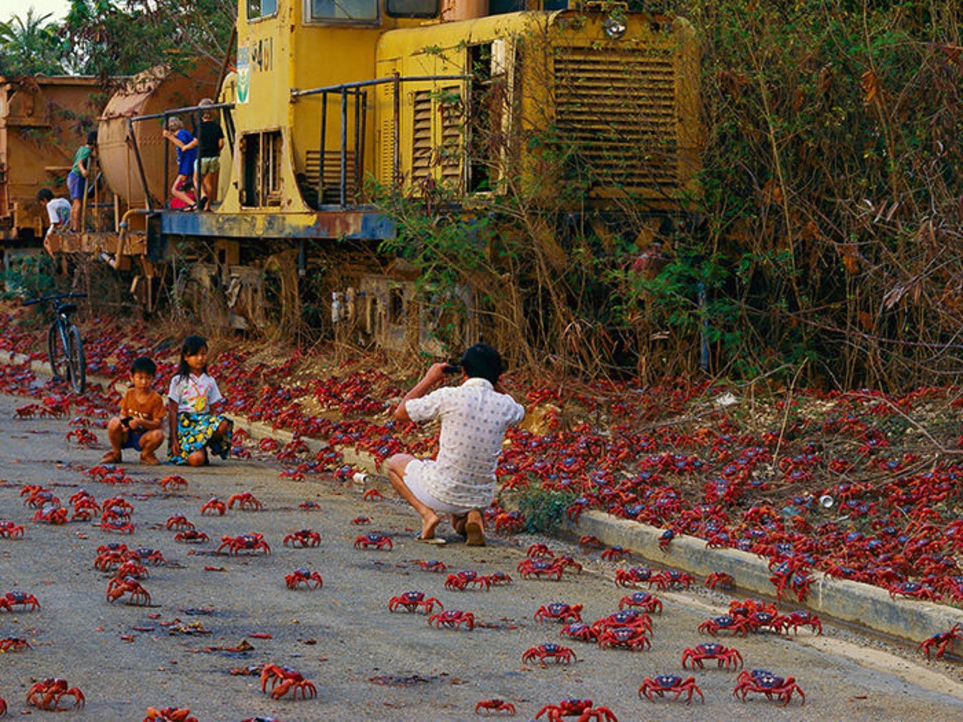 مهاجرت گروهی جانوران