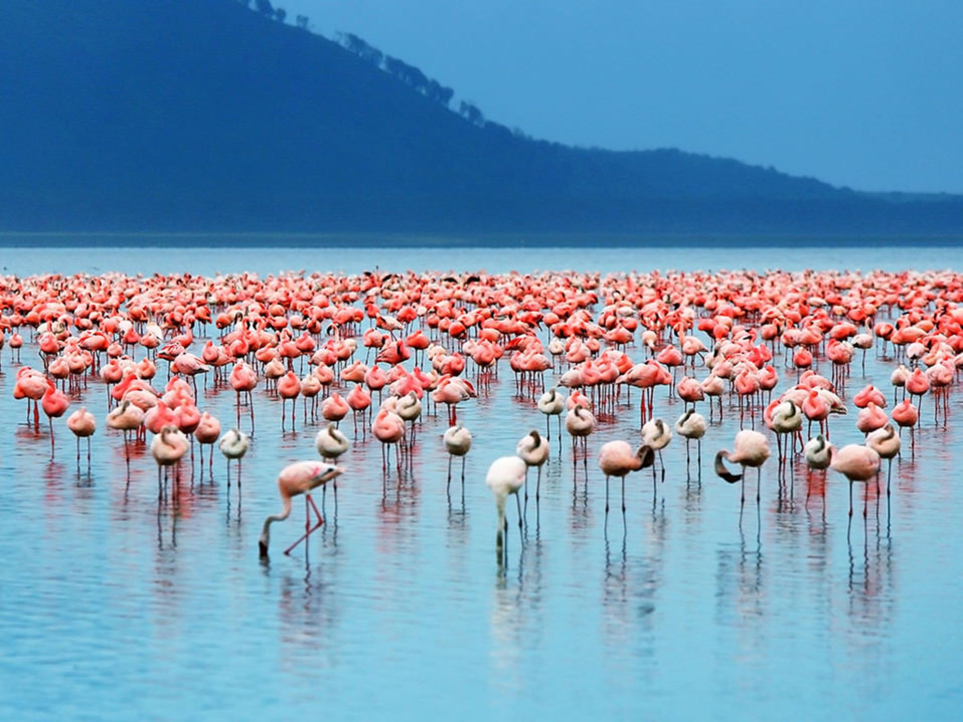 مهاجرت گروهی جانوران